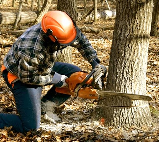 Tree Removal in Parrott, GA